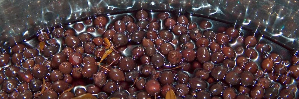 Liquore di mirto in preparazione macerazione bacche