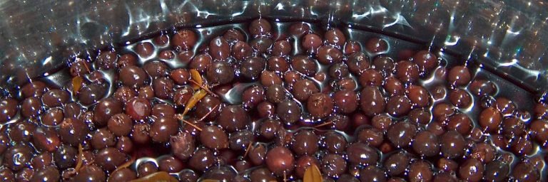 Liquore di mirto in preparazione macerazione bacche