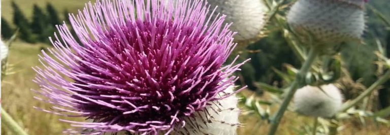 Fiore di cardo sardo selvatico