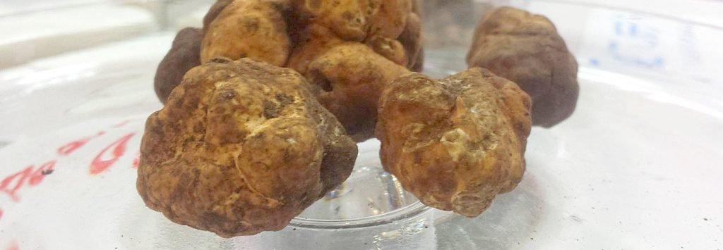 Tartufi sardi scuri su vetro