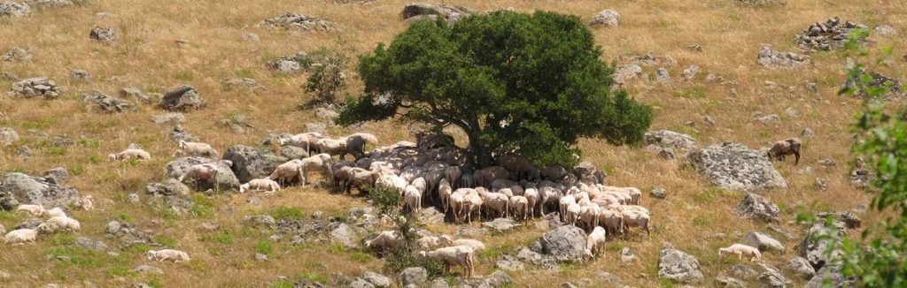 Agnelli sardi igp nelle campagne della Sardegna