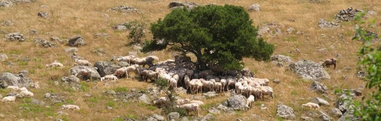 Agnelli sardi igp nelle campagne della Sardegna