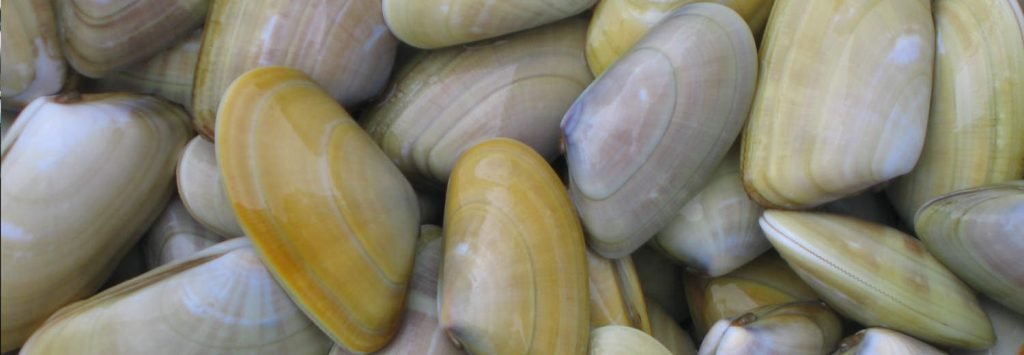 Arselle o vongole veraci di colori diversi