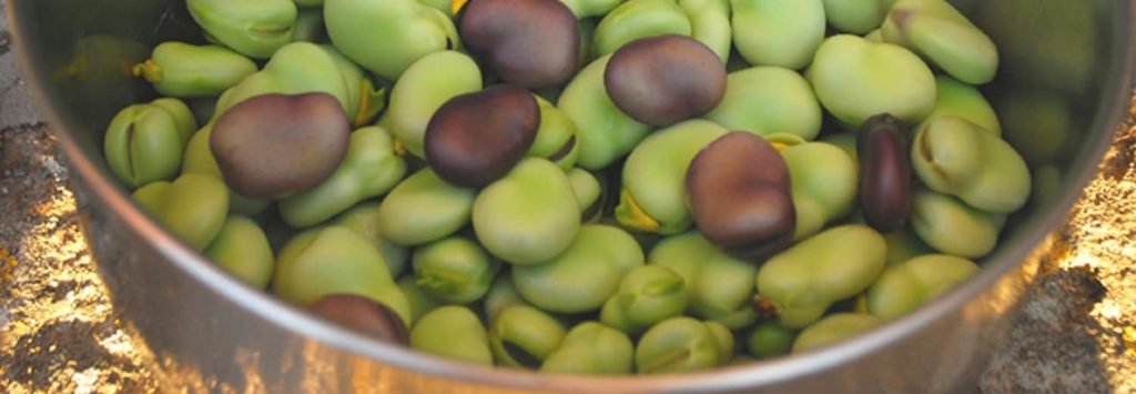 Fave fresche sbucciate verdi e viola