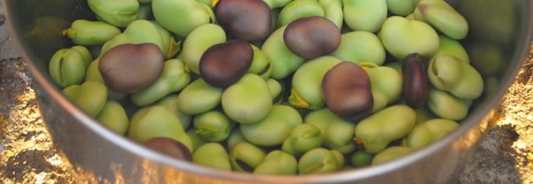 Fave: Ricette sarde 2 Fave fresche sbucciate verdi e viola