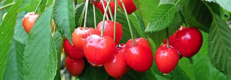 Grappolo di ciliegie sarde sull'albero