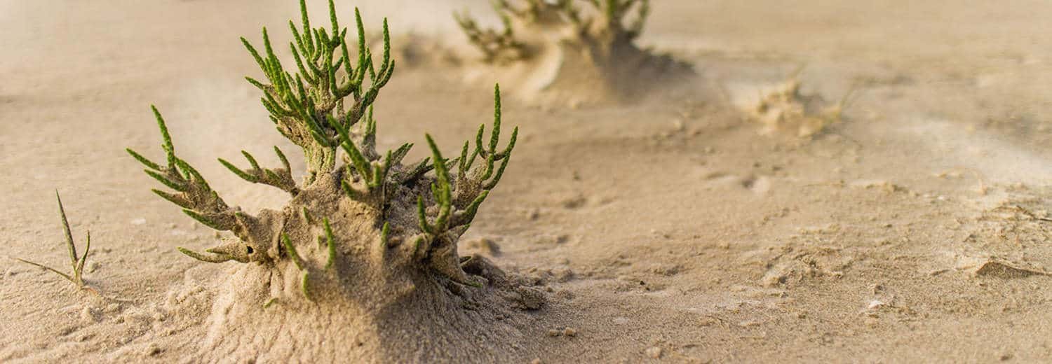 Pianta di asparago di mare sulla sabbia