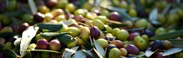 Olive sarde: tutte le varietà 2 Olive sarde fresche verdi e viola