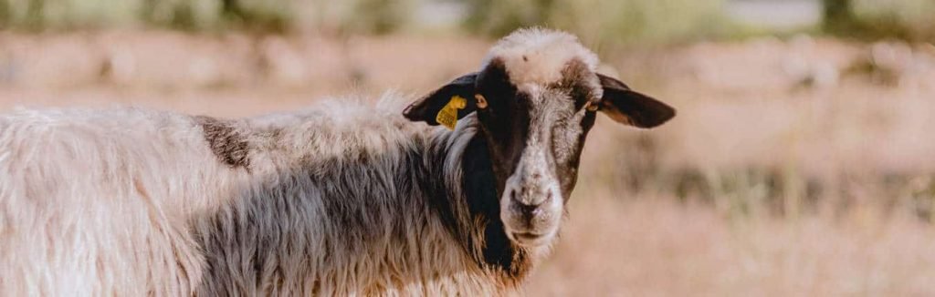 Pecora sarda bianca e nera in campagna
