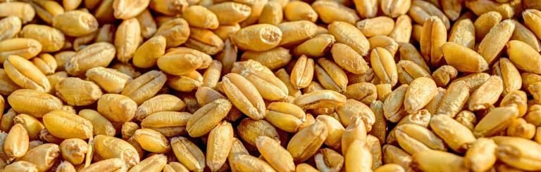 Trigu cottu, grano cotto sardo