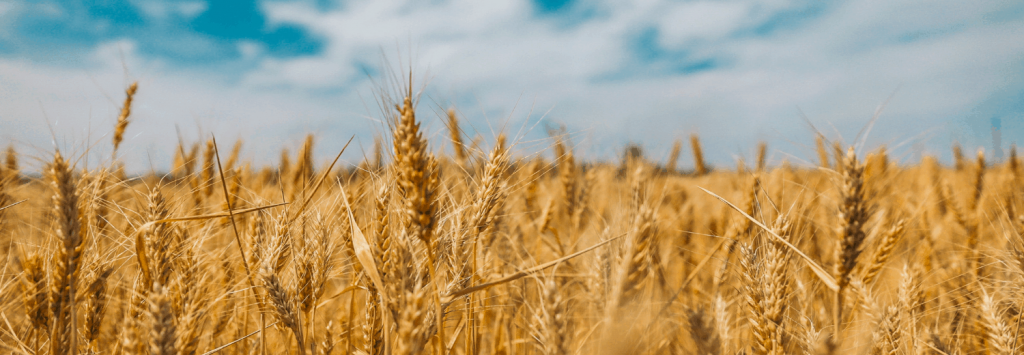 Campo di cereali con spighe dorate