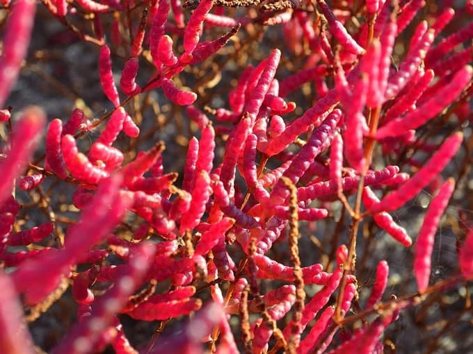 asparago-mare-salicornia-rosso-dopo-fioritura