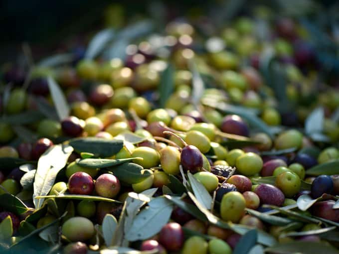 olive-sarde-cultivar
