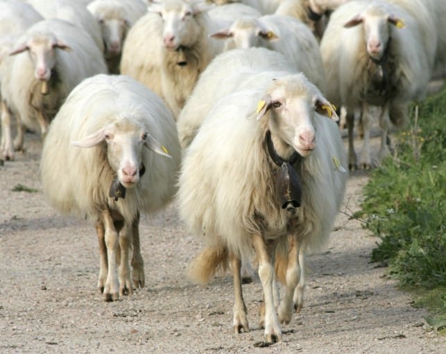 pecore-sarde-razza